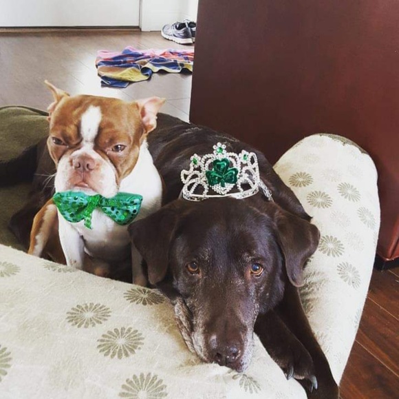 Meet your Posher, Malia - Picture 7 of 8